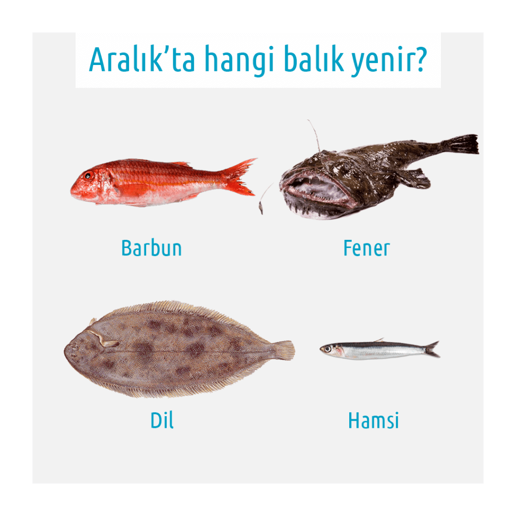 barbun fener dil hamsi