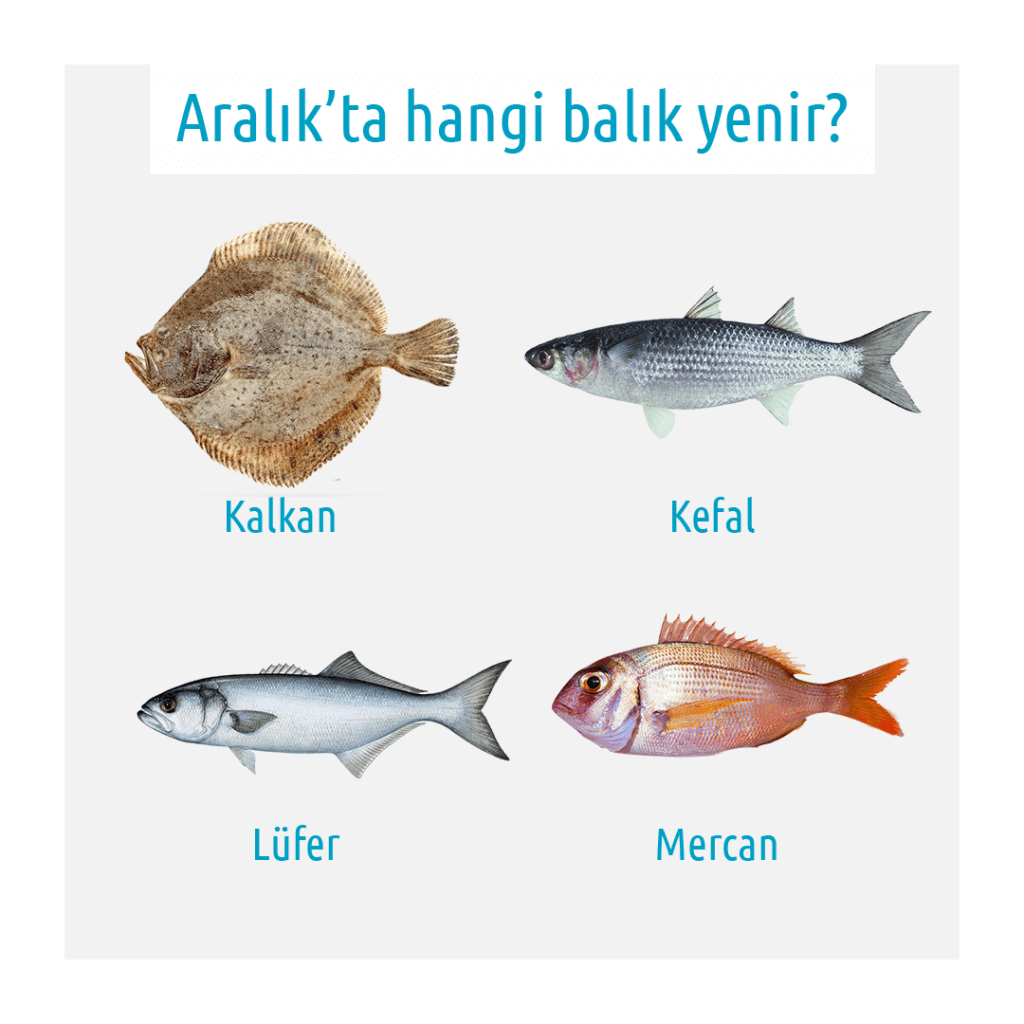 kalkan kefal lüfer mercan