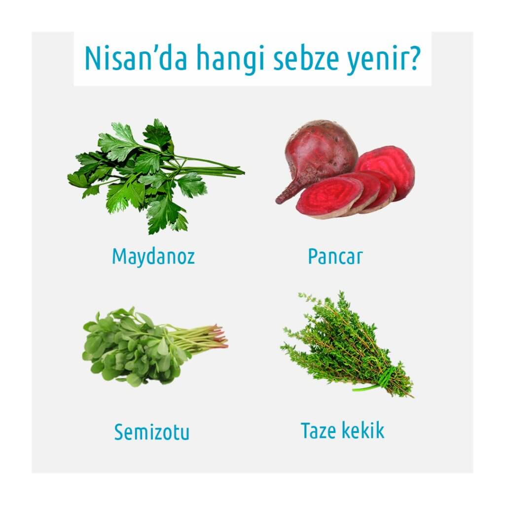maydanoz pancar semizotu taze kekik